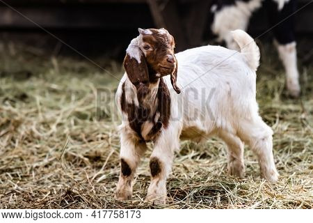 Young cute buer goat walking on the nature and looking back. Adorable animal portrait