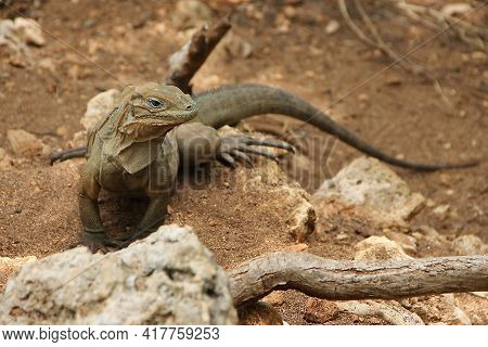 A Large Brown Lizard Waran. The Concept Of Wild Dangerous Reptiles. Close-up