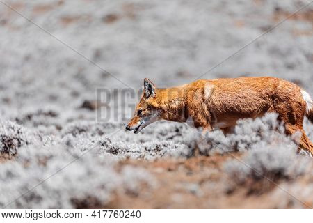 Very Rare Endemic Ethiopian Wolf, Canis Simensis, Sanetti Plateau In Bale Mountains, Wolf Hunting Bi