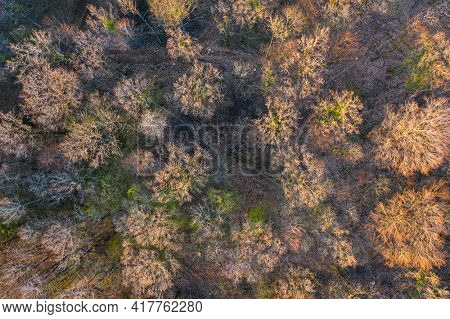 Top view of deciduous tree forest in the beginning of spring