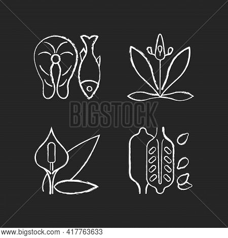Common Allergens Chalk White Icons Set On Black Background. Fish As Cause For Allergy. English Plant