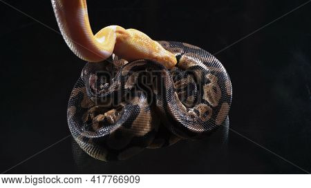 Photo Of Small Albino And Ball Royal Phyton On Glass