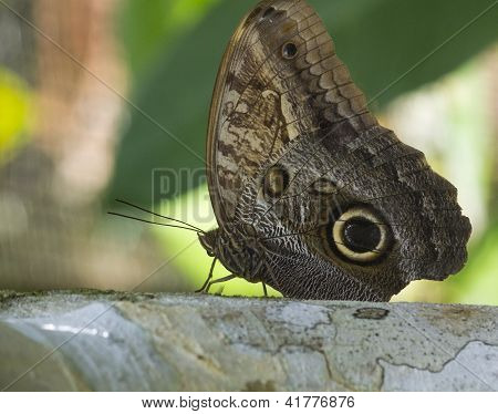 Sowa duży motyl Moth w lesie