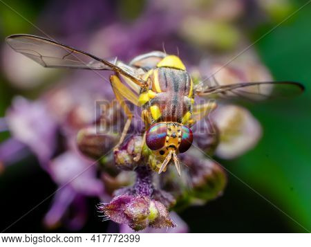 The Melon Fly Is A Fruit Fly Of The Family Tephritidae. It Is A Serious Agricultural Pest. Used Sele