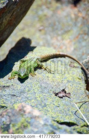 Iberolacerta galani or lizard of Leon, basking in the morning on a rock to warm up. Green brown and black reptile looking at the camera