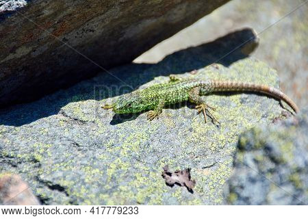 Iberolacerta galani or lizard of Leon, basking in the morning on a rock to warm up. Green brown and black reptile looking at the camera