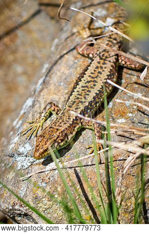 Vertical View. Iberolacerta Galani Or Lizard Of Leon, Basking In The Morning On A Rock To Warm Up. G