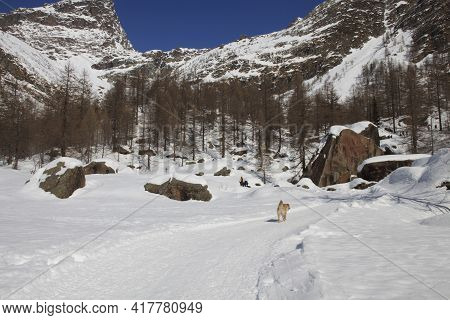 Devero Park ( Verbano-cusio-ossola ), Italy - January 15, 2017: Alpe Devero Park Landscape, Ossola V