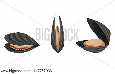 Raw Mussels With Shells. Exotic Sea Food. A Marine Animal. Flat Style. Color Vector Illustration Iso