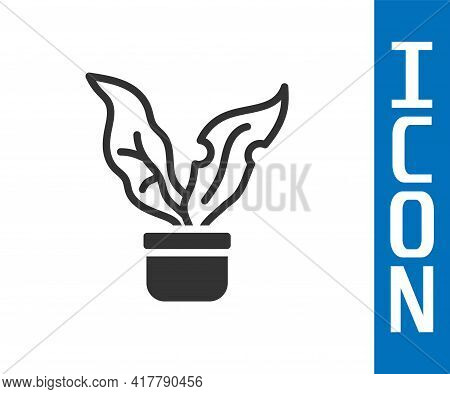Grey Plant In Pot Icon Isolated On White Background. Plant Growing In A Pot. Potted Plant Sign. Vect