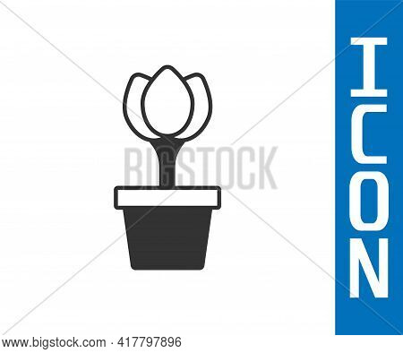Grey Flower Tulip In Pot Icon Isolated On White Background. Plant Growing In A Pot. Potted Plant Sig