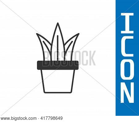 Grey Plant In Pot Icon Isolated On White Background. Plant Growing In A Pot. Potted Plant Sign. Vect