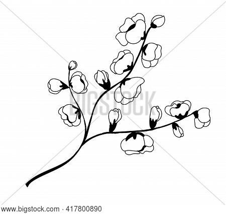 Cherry Flower Blossom, Botanical Art. Spring Hand Draw Doodle Vector Illustration. Cute Black Ink Ar
