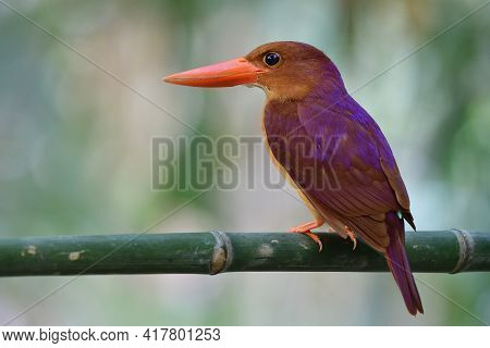Ruddy Kingfisher (halcyon Coromanda) Brown To Red Bird With Large Beaks And Purple Shade On Its Back