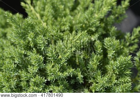Dwarf Japanese Garden Juniper - Latin Name - Juniperus Procumbens Nana