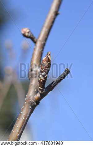 Japanese Pear Branch With Bud - Latin Name - Pyrus Pyrifolia