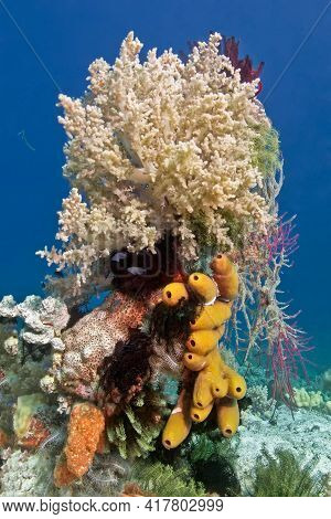 A Block Of Corals Of Different Shapes And Colors, Orange Sponges And Colorful Lilies. On Top Is A La