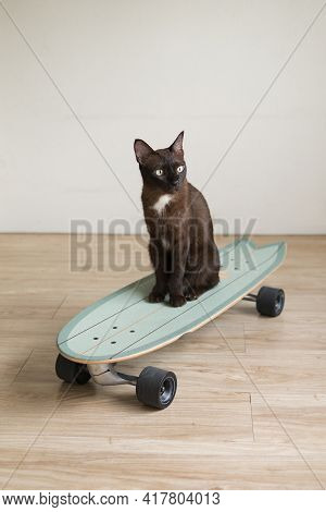 Brown Kitty Cat On Surf Skateboard Funny Expression With Sport Exercise Concept Healthy Lifestyle