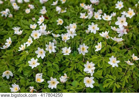 The Beautiful White Flowers With The Yellow Stamens And Pistils Of The Wood Anemone, An Early Bloome