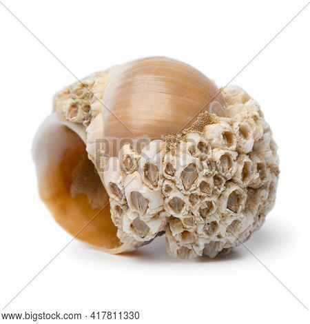 Single empty large necklace shell with a large number of acorn barnacles close up isolated on white background
