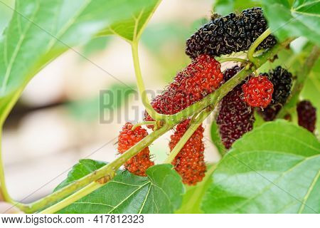 Fresh Organic Mulberries Green, Yellow, Red Unripe And Black Ripe Berry On Fruit Tree Mulberries Bra