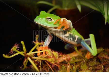 Red Eye Frog Desire To Touch The Dangerous  Carnivorous Plant