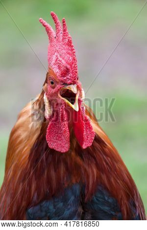 Portrait Of Red Rooster Crowing In  A Green Background