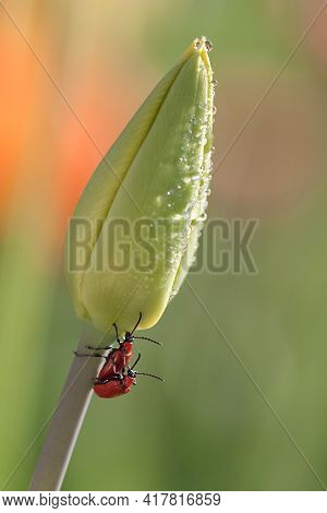 A Couple Of Two Red Beetles Is Mating On A Green Tulip With Shiny Water Drops In Green Background