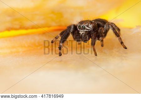 Jumping Spider On A Chopped Apple Surface