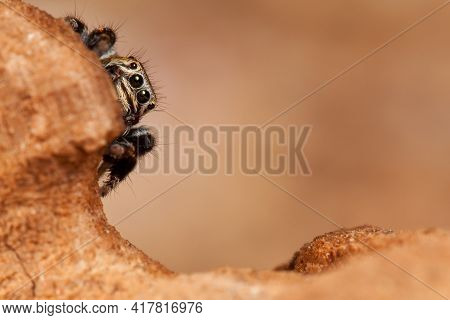 Jumping  Spider Hiding Behind Us On A Brown Background Similar To That Of Mars