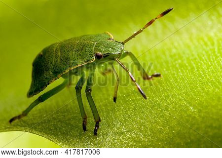 Green Shield Bug Walks On A Butterworts  Leaf Sticky And Dangerous Surface