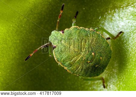 Green Shield Bug Walks On A Butterworts  Leaf Sticky And Dangerous Surface