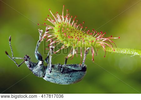 Phyllobius Bug On The Dangerous Insectivore Drosera Madagascariensis Plant