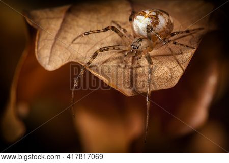 Spider With A White Cocoon Walks On The Autumn Leaf And Looks Down