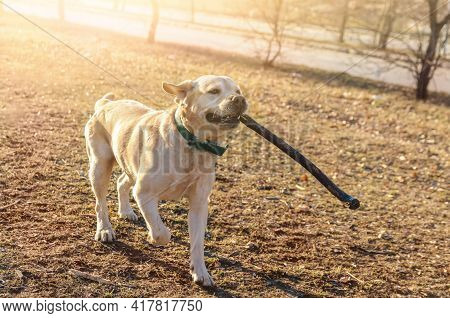 Colorful Thoroughbred Yellow Labrador With The Stick