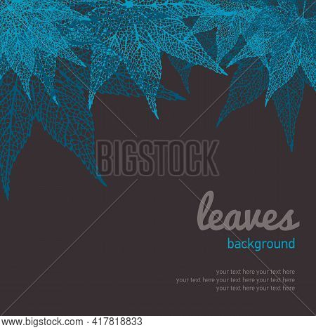 Maple Leaf Silhouette Illustration, Japan Maple, Vector Background With Copyspase