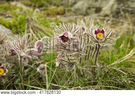 Dream Herb. Flowers Of The Windflower Or Pulsatilla Patens. First Spring April Blue Sleep Grass Flow