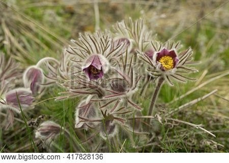 Dream Herb. Flowers Of The Windflower Or Pulsatilla Patens. First Spring April Blue Sleep Grass Flow