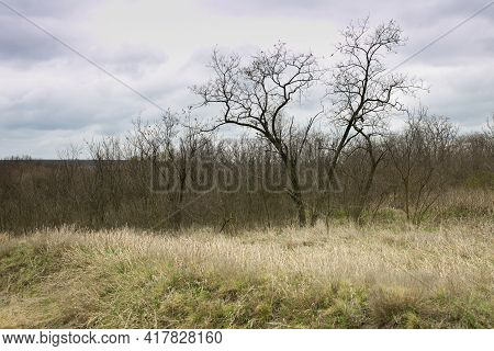 Spring Landscape Early Spring With Bare Trees And Dry Grass. Trees In The Background On A Sunny Day.