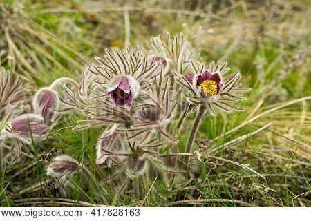 Dream Herb. Flowers Of The Windflower Or Pulsatilla Patens. First Spring April Blue Sleep Grass Flow