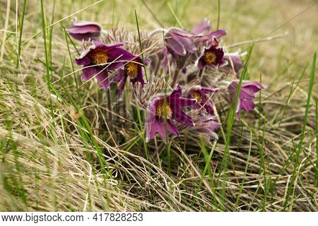 Dream Herb. Flowers Of The Windflower Or Pulsatilla Patens. First Spring April Blue Sleep Grass Flow