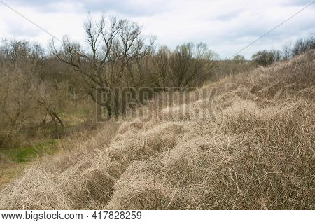 Spring Landscape Early Spring With Bare Trees And Dry Grass. Trees In The Background On A Sunny Day.