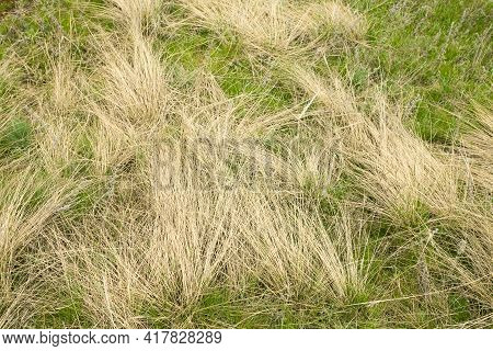 Natural Spring Background From Dry Yellow Grass. Field Grass After Winter. Spring Fire Hazard, Do No