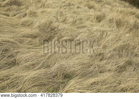 Natural Spring Background From Dry Yellow Grass. Field Grass After Winter. Spring Fire Hazard, Do No