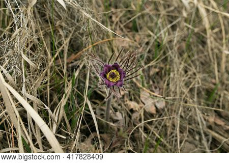 Dream Herb. Flowers Of The Windflower Or Pulsatilla Patens. First Spring April Blue Sleep Grass Flow