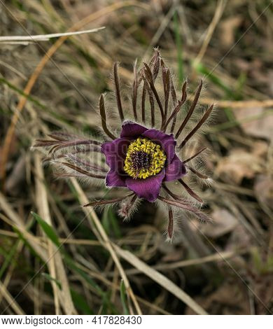 Sleep-grass. Flowers Wind-flower Pulsatilla Patens. First Spring April Blue Sleep-grass Flowers