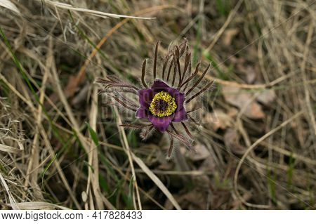 Dream Herb. Flowers Of The Windflower Or Pulsatilla Patens. First Spring April Blue Sleep Grass Flow