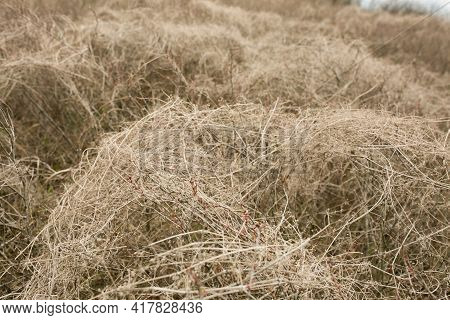 Natural Spring Background From Dry Yellow Grass. Field Grass After Winter. Spring Fire Hazard, Do No
