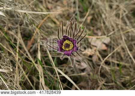 Dream Herb. Flowers Of The Windflower Or Pulsatilla Patens. First Spring April Blue Sleep Grass Flow