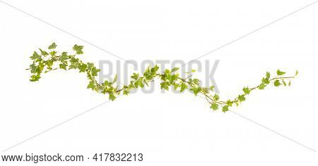 green ivy isolated on a white background.